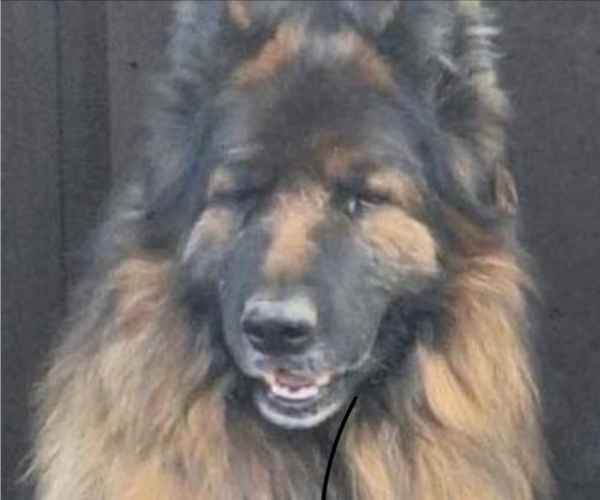 Medium Photo #1 King Shepherd Puppy For Sale in PEACH SPRINGS, AZ, USA