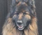 Small Photo #1 King Shepherd Puppy For Sale in PEACH SPRINGS, AZ, USA