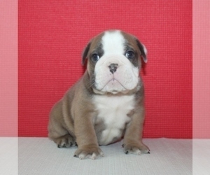 English Bulldog Puppy for sale in HIALEAH, FL, USA