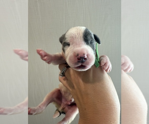 Medium Photo #8 Great Dane Puppy For Sale in HALLETTSVILLE, TX, USA