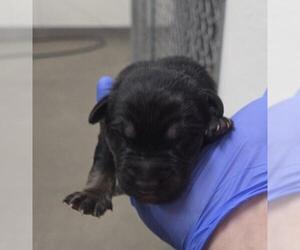 German Shepherd Dog Dogs for adoption in HESPERIA, CA, USA