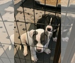 Small Photo #16 American Bully Puppy For Sale in EVERETT, WA, USA