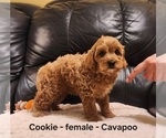 Small #3 Cavapoo (Miniature)