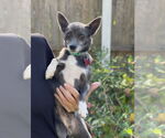 Small #1 Chihuahua Mix