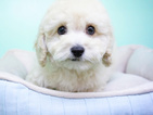 Small Photo #5 Goldendoodle Puppy For Sale in LA MIRADA, CA, USA
