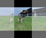 Small #3 German Shepherd Dog