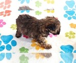 Small #2 Yorkipoo