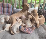 Small #6 Labrador Retriever