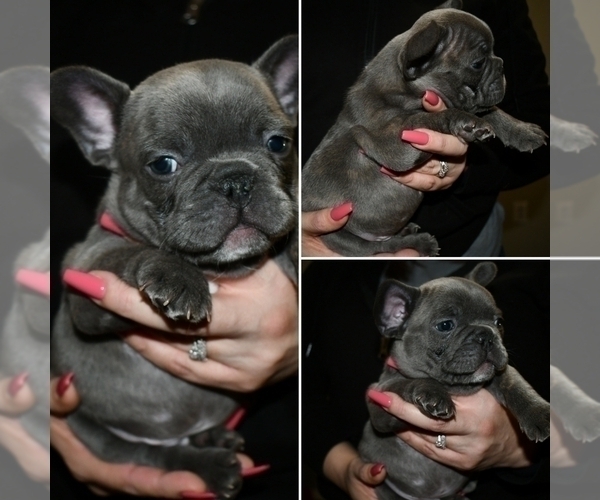 Medium Photo #13 French Bulldog Puppy For Sale in GRAHAM, WA, USA