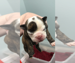 English Bulldog Puppy for sale in RUSSELLVILLE, AR, USA