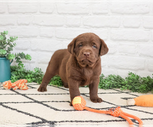 Labrador Retriever Puppy for sale in SYRACUSE, IN, USA