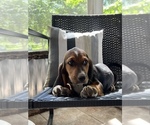 Small Photo #7 Basset Hound Puppy For Sale in PLATO, MO, USA