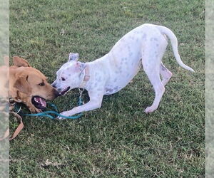 Catahoula Leopard Dog-Unknown Mix Dogs for adoption in Columbus, IN, USA