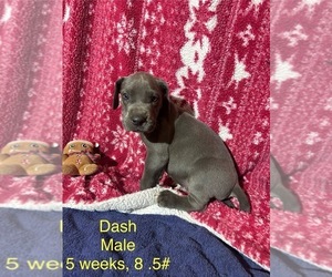 Great Dane Puppy for sale in WILLIS, TX, USA