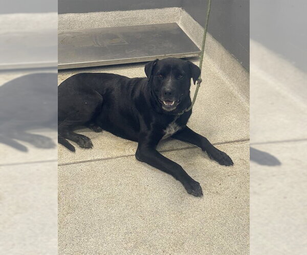 Medium Photo #1 Labrador Retriever-Unknown Mix Puppy For Sale in Tallahassee, FL, USA