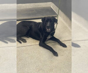 Labrador Retriever-Unknown Mix Dogs for adoption in Tallahassee, FL, USA