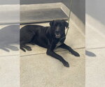 Small Labrador Retriever Mix