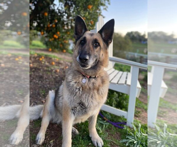 Medium Photo #1 German Shepherd Dog Puppy For Sale in  Ramona, CA, USA