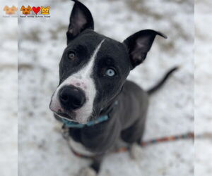 Siberian Husky-Unknown Mix Dogs for adoption in Center Township, PA, USA