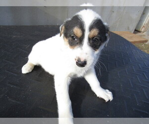 Australian Cattle Dog Puppy for sale in INDIANAPOLIS, IN, USA