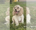 Small #1 Cocker Spaniel