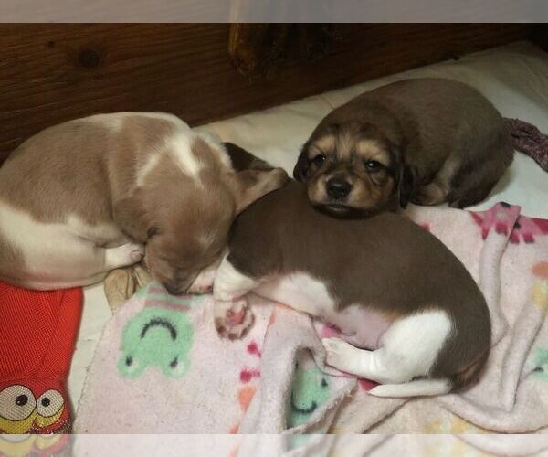 Medium Photo #14 Dachshund Puppy For Sale in LAKEBAY, WA, USA