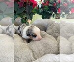 Small Photo #4 Australian Shepherd Puppy For Sale in LEBANON, IN, USA