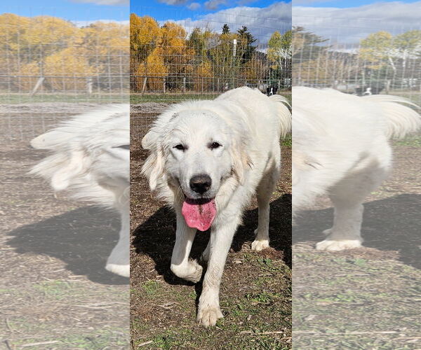 Medium Photo #4 Great Pyrenees-Unknown Mix Puppy For Sale in Missoula, MT, USA