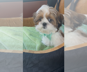Shih Tzu Puppy for Sale in PIKE ROAD, Alabama USA