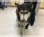 Small Siberian Husky