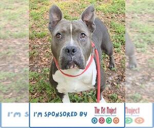 DELLA - Female American Staffordshire Terrier-Unknown Mix Dog for Adoption - Photo #2