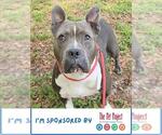Small #1 American Staffordshire Terrier Mix
