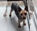 Small #1 Mutt