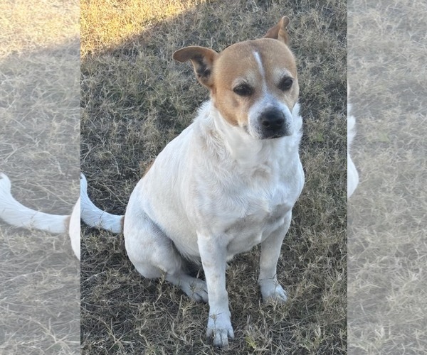 Medium Photo #4 Beagle-Unknown Mix Puppy For Sale in Tampa, FL, USA