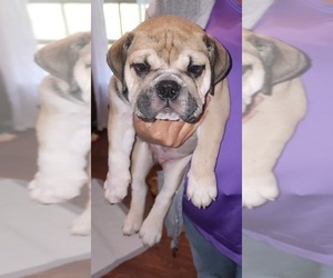 Bulldog Puppy for sale in GOLDSBORO, NC, USA