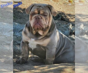Father of the Bulldog puppies born on 07/27/2026