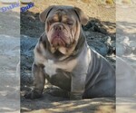 Small Photo #1 Bulldog Puppy For Sale in MERCED, CA, USA