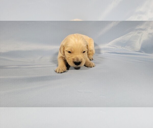 Medium Photo #15 Golden Retriever Puppy For Sale in BLACK FOREST, CO, USA