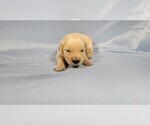 Small #4 Golden Retriever