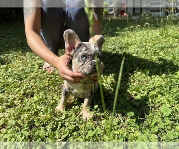 Medium Photo #5 French Bulldog Puppy For Sale in CUMMING, GA, USA