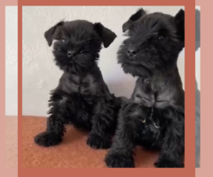 Schnauzer (Miniature) Puppy for sale in TULARE, CA, USA