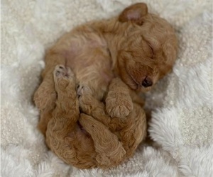 Goldendoodle Puppy for sale in HICKORY, NC, USA