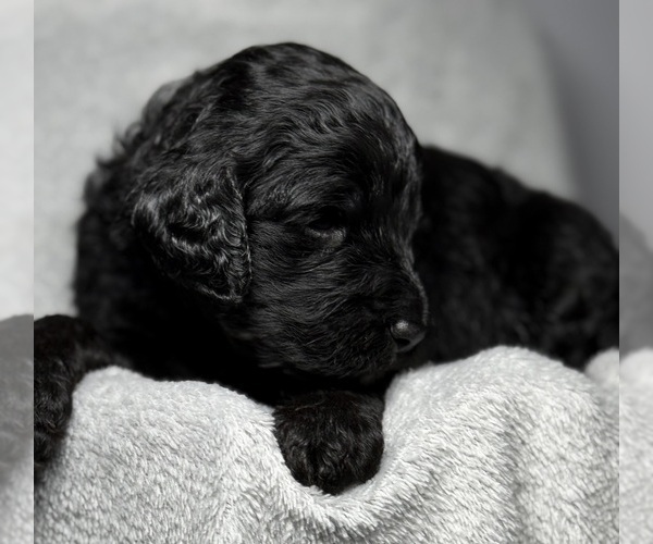 Medium Photo #27 Goldendoodle Puppy For Sale in HOWARD CITY, MI, USA
