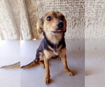 Small Chihuahua Mix