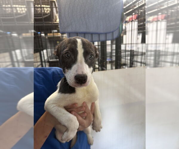 Medium Photo #3 Border Collie-Unknown Mix Puppy For Sale in Foristell, MO, USA