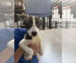 Small #2 Border Collie Mix