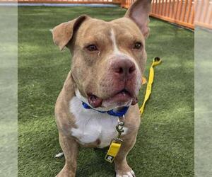 American Bulldog-Unknown Mix Dogs for adoption in Las Vegas, NV, USA