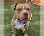 Small American Bulldog Mix