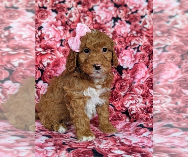 Medium Photo #3 Goldendoodle-Poodle (Miniature) Mix Puppy For Sale in LEOLA, PA, USA
