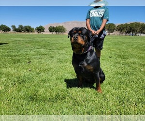 Rottweiler Puppy for sale in APPLE VALLEY, CA, USA